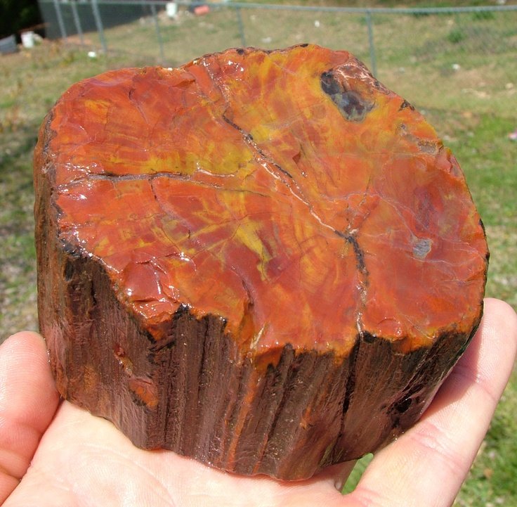 Окаменелое дерево.(Petrified Wood).