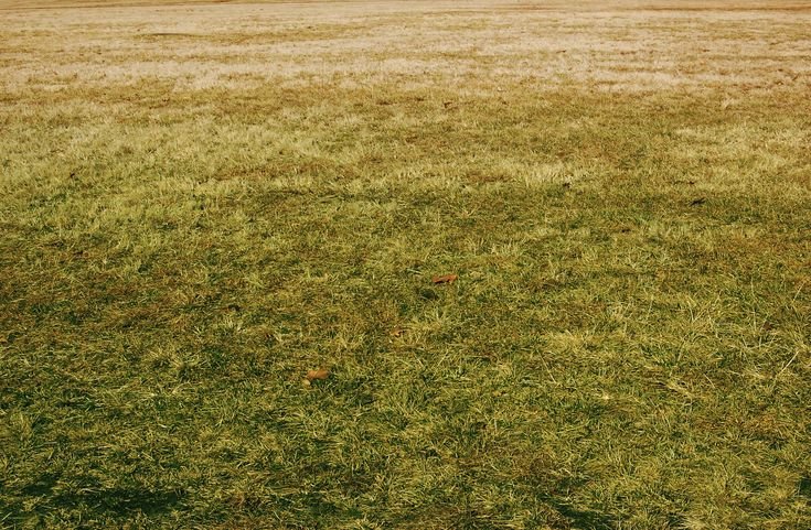 Желтый газон