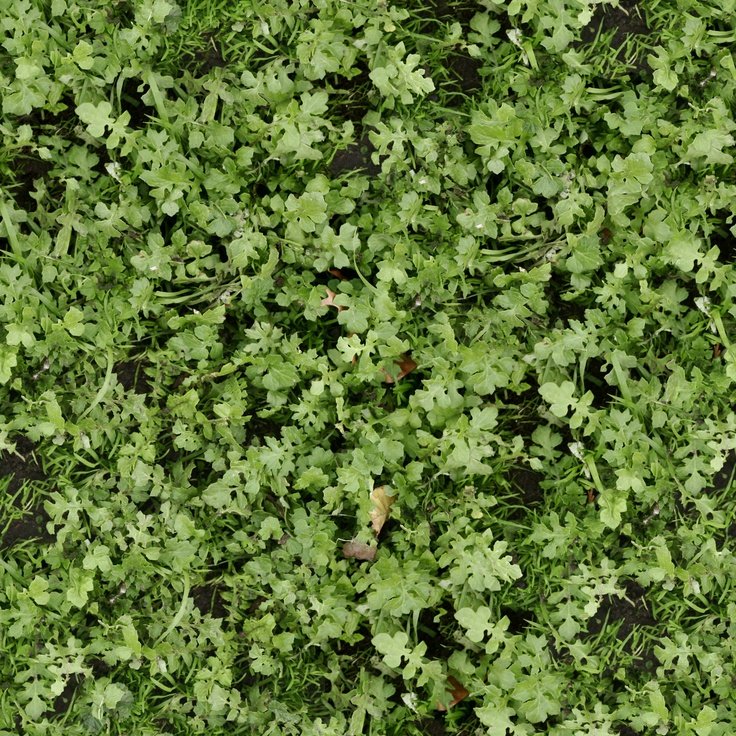 Текстура травы