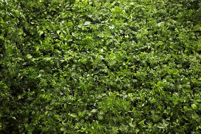 Трава сверху