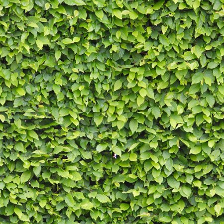 Текстура кустов