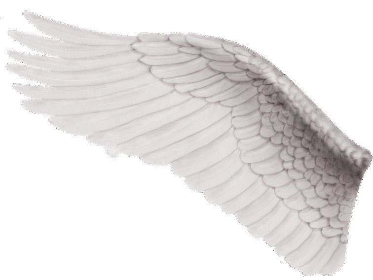 Крылья текстура