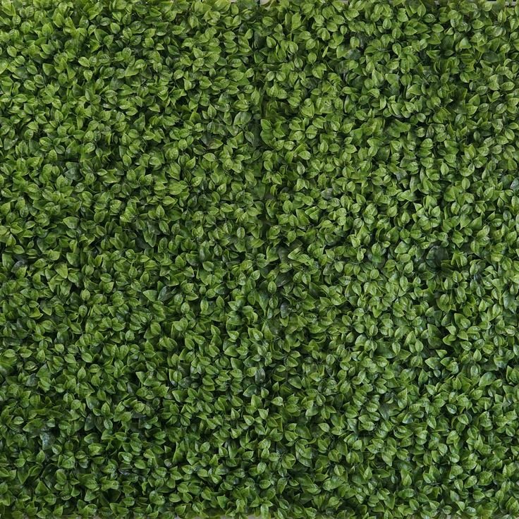 Самшит Живая стена