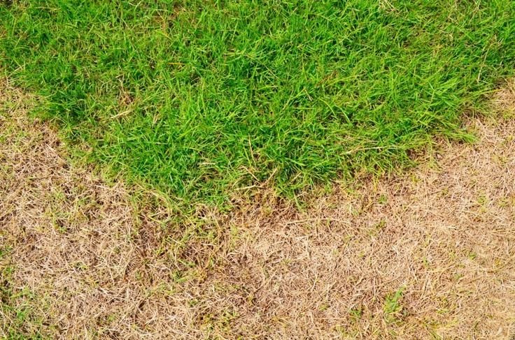 Grass texture 8к