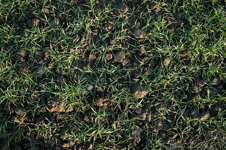 Текстура земли с травой