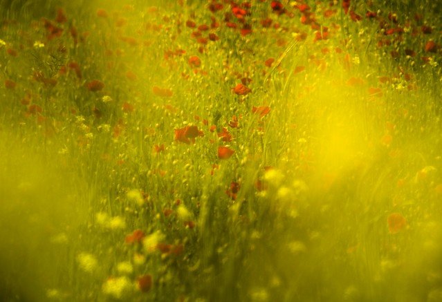 Солнечный день текстура