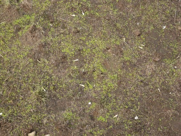 Dirt grass texture