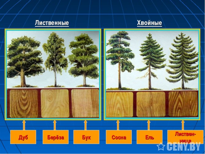 Хвойные и лиственные породы древесины