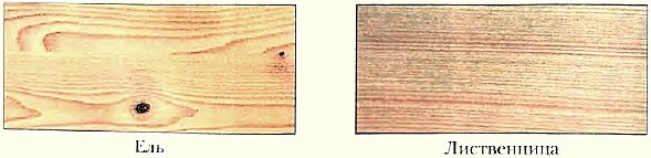 Ель текстура древесины
