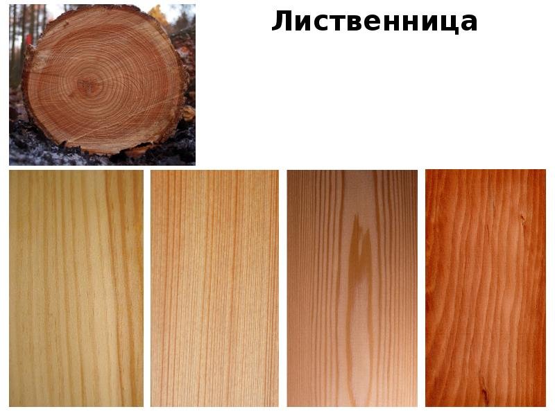Сосна кедр лиственница