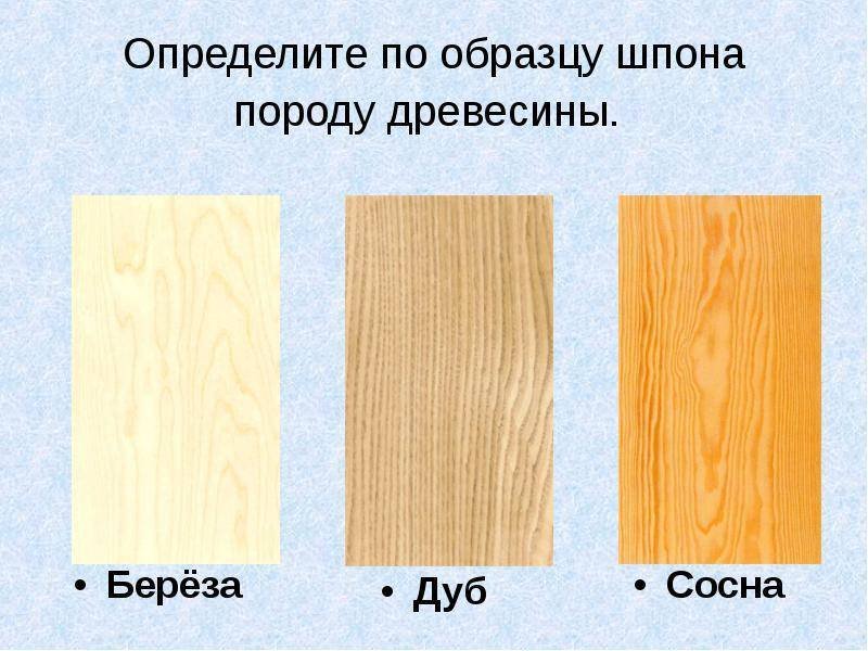 Породы древесины