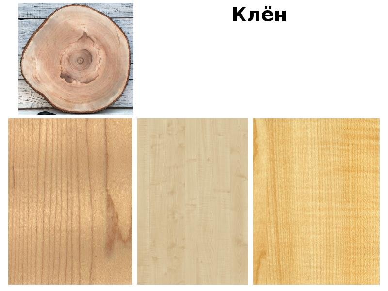 Срезы пород древесины