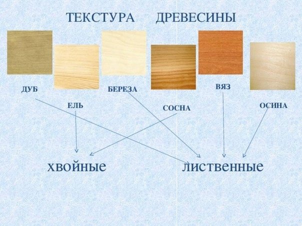 Осина структура древесины
