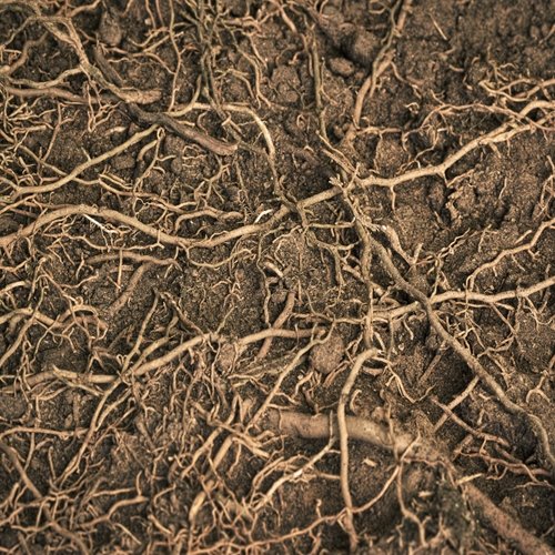 Текстура земли