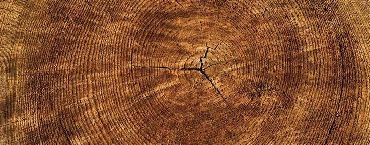 Срез дерева текстура