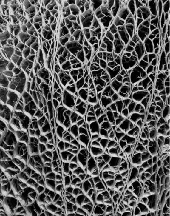 Кожа инопланетянина текстура