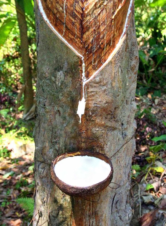 Каучуконос гевея