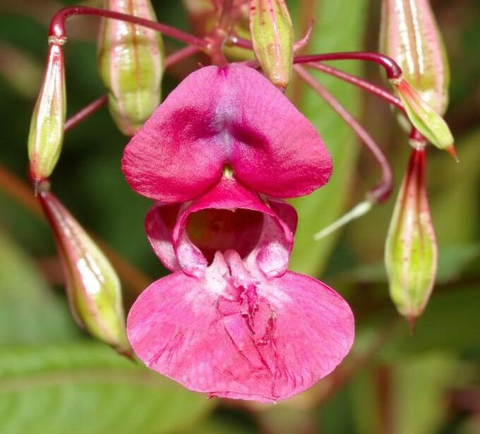 Недотрога железистая (Impatiens glandulifera)