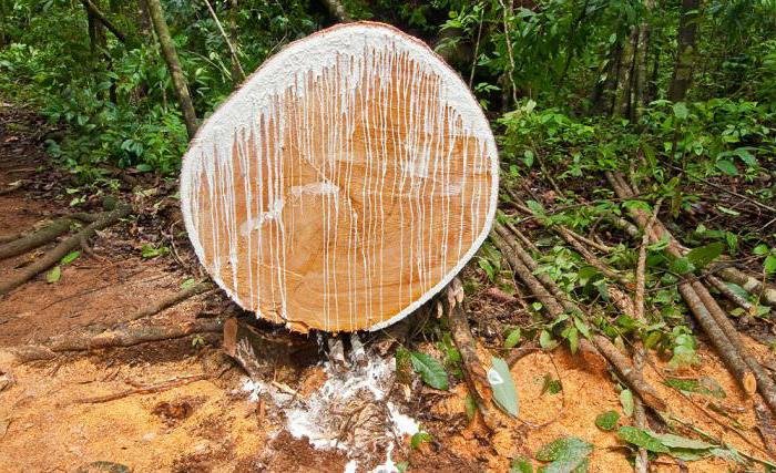 Молочное дерево фото