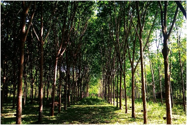 Каучуконос гевея Южная Америка