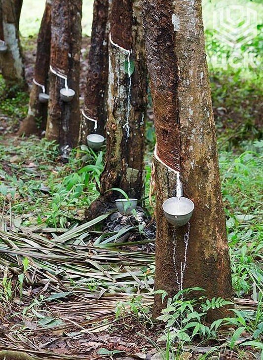 Гевея Южная Америка