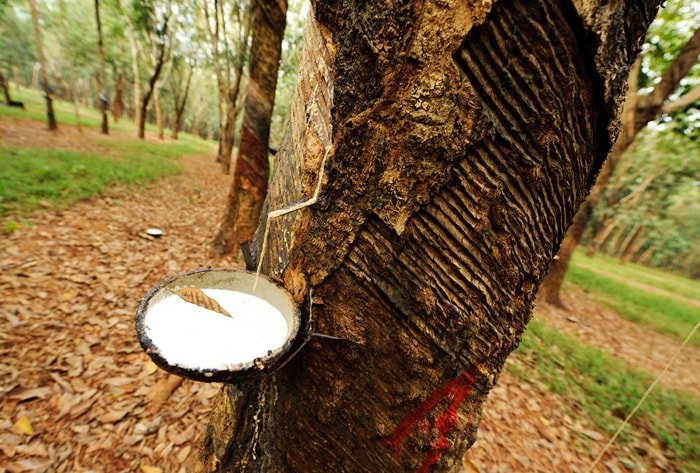 Молочное дерево Бросимум