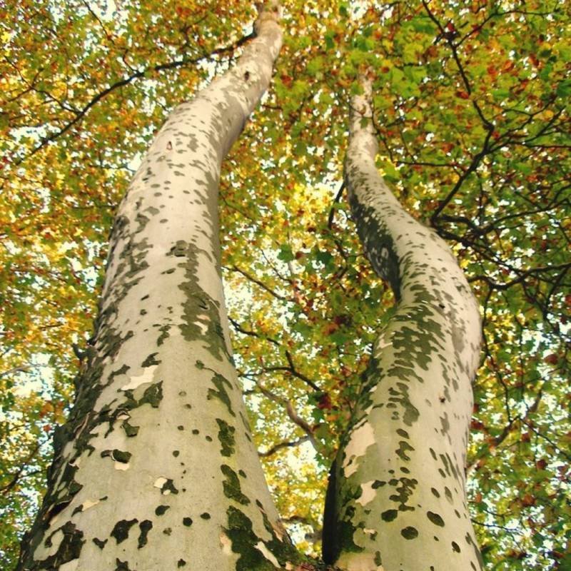 Платан Восточный (Чинар)