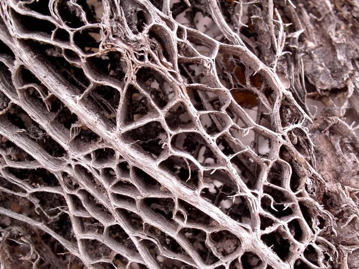 Текстура органики