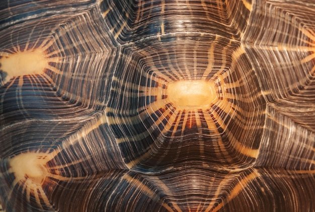 Черепаший панцирь текстура