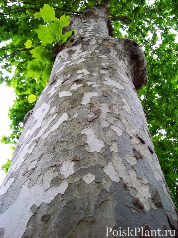 Платан Восточный (Чинар)