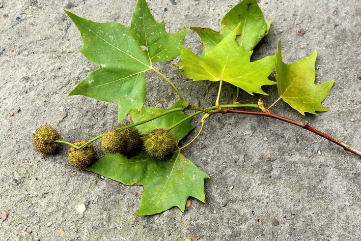 Платан Восточный (Чинар)