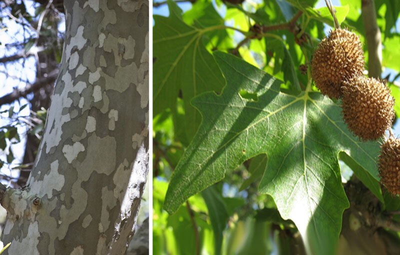 Платан клёнолистный