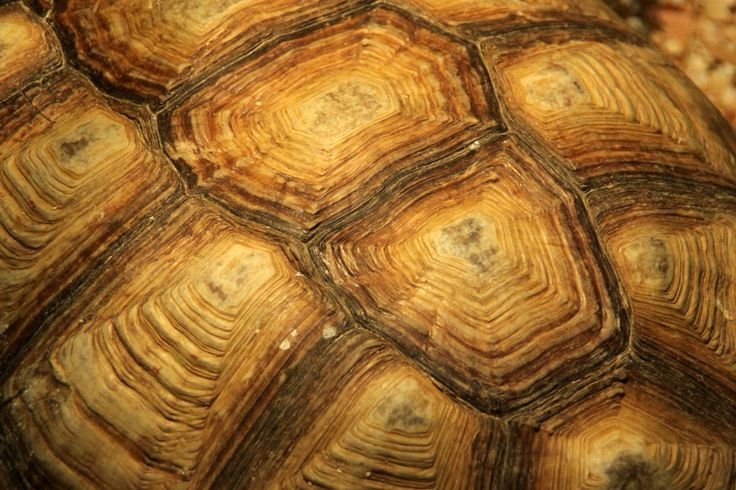 Панцирь черепахи