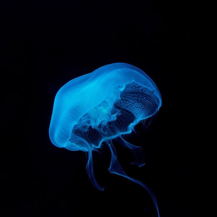 Медуза на черном фоне