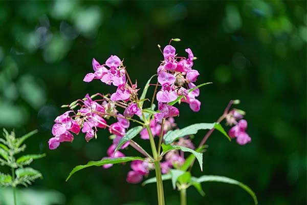Недотрога бальзамин Лесной