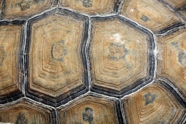 Текстура черепахи