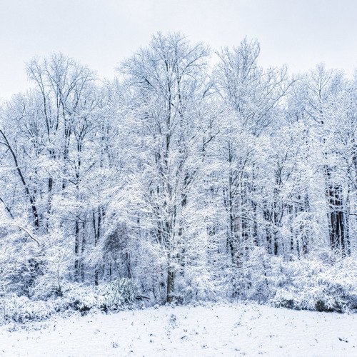 Зимой в лесу