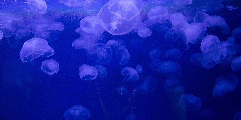 Подводный мир медузы
