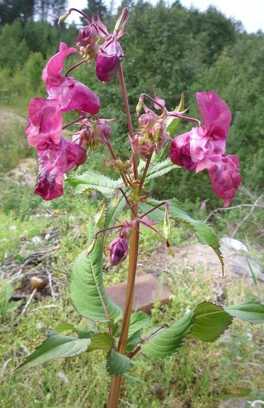 Impatiens glandulifera бальзамин