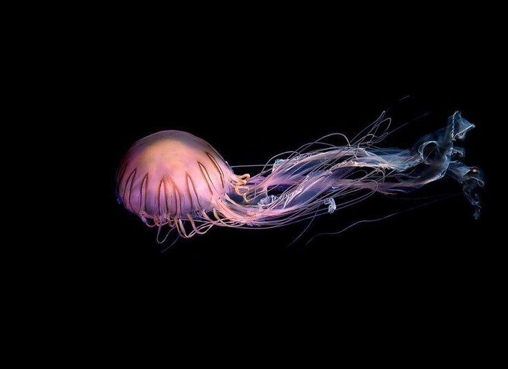Медуза Джеллифиш