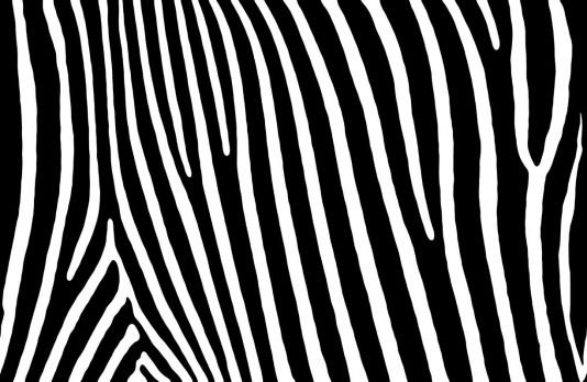 Принт Зебра