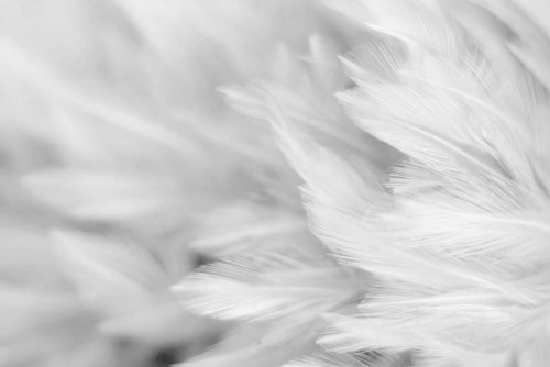 Белоснежные перья