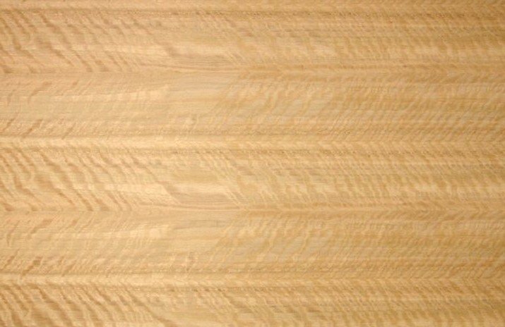 Эвкалипт мореный Frize