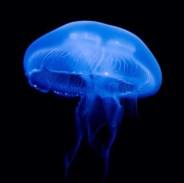 Медуза Джеллифиш