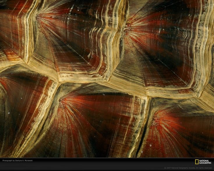 Черепаховый фон