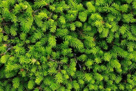 Ель текстура