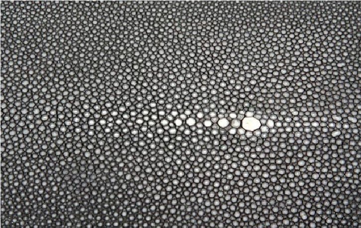 Кожа ската текстура