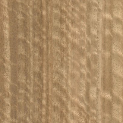 Эвкалипт мореный Frize