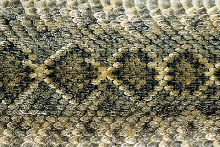 Гремучая змея чешуя