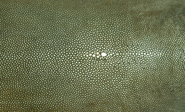 Кожа ската текстура